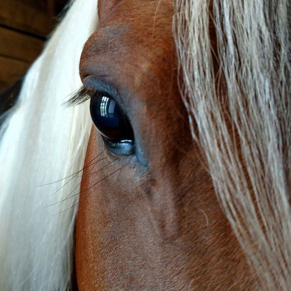 Meet your Posher, Cyndi - Picture 1 of 1